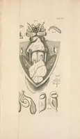 An illustration from Bybel der natuure (1737)