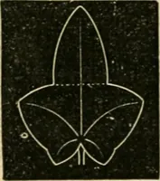 An illustration from Teachers' manual for freehand drawing in Intermediate schools : intended to accompany the drawing-books for intermediate schools (1878)