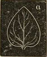 Picture 79 of 154 from Teachers' manual for freehand drawing in Intermediate schools : intended to accompany the drawing-books for intermediate schools (1878), leaf 170