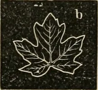 Picture 85 of 154 from Teachers' manual for freehand drawing in Intermediate schools : intended to accompany the drawing-books for intermediate schools (1878), leaf 178