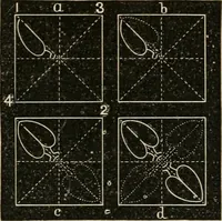 Picture 89 of 154 from Teachers' manual for freehand drawing in Intermediate schools : intended to accompany the drawing-books for intermediate schools (1878), leaf 184