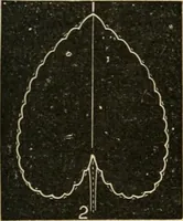 Picture 100 of 154 from Teachers' manual for freehand drawing in Intermediate schools : intended to accompany the drawing-books for intermediate schools (1878), leaf 200