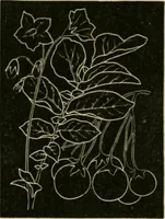 An illustration from Teachers' manual for freehand drawing in Intermediate schools : intended to accompany the drawing-books for intermediate schools (1878)