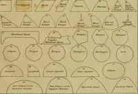 An illustration from The cabinet-maker and upholsterer's drawing-book : in four parts (1802)