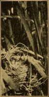 An illustration from Camp and outing activities (1915)