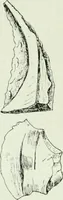 An illustration from Canaan d'après l'exploration récente (1907)