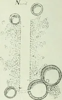 An illustration from Canaan d'après l'exploration récente (1907)