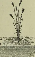 An illustration from The Canadian farm annual for 1880 published in Connection with the Weekly Mail (1880)