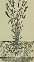 An illustration from The Canadian farm annual for 1880 published in Connection with the Weekly Mail (1880)