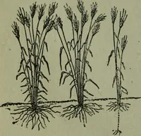 An illustration from The Canadian farm annual for 1880 published in Connection with the Weekly Mail (1880)
