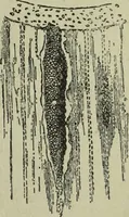 An illustration from The Canadian farm annual for 1880 published in Connection with the Weekly Mail (1880)