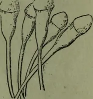 An illustration from The Canadian farm annual for 1880 published in Connection with the Weekly Mail (1880)