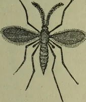 Picture 48 of 124 from The Canadian farm annual for 1880 published in Connection with the Weekly Mail (1880), leaf 34