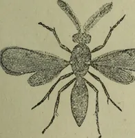 An illustration from The Canadian farm annual for 1880 published in Connection with the Weekly Mail (1880)