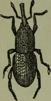An illustration from The Canadian farm annual for 1880 published in Connection with the Weekly Mail (1880)