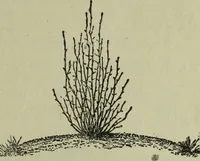 An illustration from The Canadian farm annual for 1880 published in Connection with the Weekly Mail (1880)
