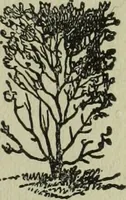 An illustration from The Canadian farm annual for 1880 published in Connection with the Weekly Mail (1880)