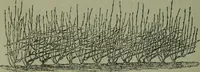 An illustration from The Canadian farm annual for 1880 published in Connection with the Weekly Mail (1880)