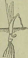 An illustration from The Canadian farm annual for 1880 published in Connection with the Weekly Mail (1880)