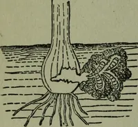 Picture 58 of 124 from The Canadian farm annual for 1880 published in Connection with the Weekly Mail (1880), leaf 39