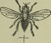 An illustration from The Canadian farm annual for 1880 published in Connection with the Weekly Mail (1880)