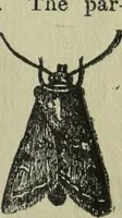 An illustration from The Canadian farm annual for 1880 published in Connection with the Weekly Mail (1880)