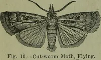 An illustration from The Canadian farm annual for 1880 published in Connection with the Weekly Mail (1880)
