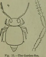 Picture 62 of 124 from The Canadian farm annual for 1880 published in Connection with the Weekly Mail (1880), leaf 45