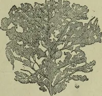 An illustration from The Canadian farm annual for 1880 published in Connection with the Weekly Mail (1880)