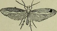 An illustration from The Canadian farm annual for 1880 published in Connection with the Weekly Mail (1880)