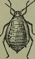 An illustration from The Canadian farm annual for 1880 published in Connection with the Weekly Mail (1880)