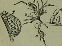 An illustration from The Canadian farm annual for 1880 published in Connection with the Weekly Mail (1880)