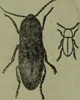 An illustration from The Canadian farm annual for 1880 published in Connection with the Weekly Mail (1880)