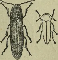 Picture 73 of 124 from The Canadian farm annual for 1880 published in Connection with the Weekly Mail (1880), leaf 54