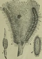 An illustration from The Canadian farm annual for 1880 published in Connection with the Weekly Mail (1880)