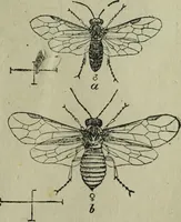 An illustration from The Canadian farm annual for 1880 published in Connection with the Weekly Mail (1880)
