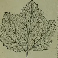 An illustration from The Canadian farm annual for 1880 published in Connection with the Weekly Mail (1880)