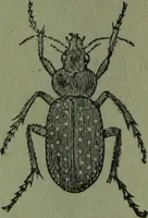 An illustration from The Canadian farm annual for 1880 published in Connection with the Weekly Mail (1880)
