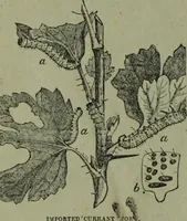 An illustration from The Canadian farm annual for 1880 published in Connection with the Weekly Mail (1880)