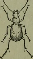 An illustration from The Canadian farm annual for 1880 published in Connection with the Weekly Mail (1880)