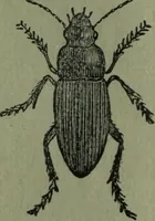 An illustration from The Canadian farm annual for 1880 published in Connection with the Weekly Mail (1880)