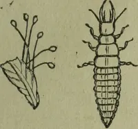 An illustration from The Canadian farm annual for 1880 published in Connection with the Weekly Mail (1880)