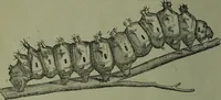 An illustration from The Canadian farm annual for 1880 published in Connection with the Weekly Mail (1880)