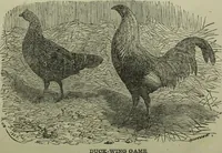 An illustration from The Canadian farm annual for 1880 published in Connection with the Weekly Mail (1880)