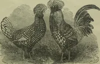 An illustration from The Canadian farm annual for 1880 published in Connection with the Weekly Mail (1880)