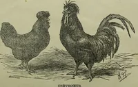 Picture 91 of 124 from The Canadian farm annual for 1880 published in Connection with the Weekly Mail (1880), leaf 68