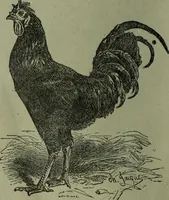 An illustration from The Canadian farm annual for 1880 published in Connection with the Weekly Mail (1880)
