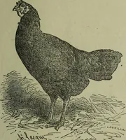 An illustration from The Canadian farm annual for 1880 published in Connection with the Weekly Mail (1880)