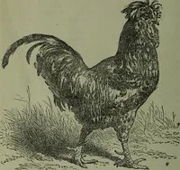 Picture 95 of 124 from The Canadian farm annual for 1880 published in Connection with the Weekly Mail (1880), leaf 71