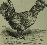 An illustration from The Canadian farm annual for 1880 published in Connection with the Weekly Mail (1880)
